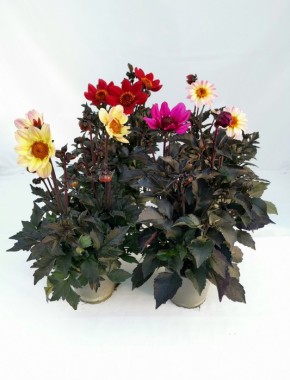 Dahlia-Hybriden 'Happy Days'   T 13   MIX