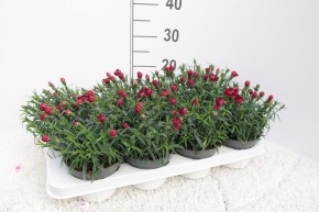 Dianthus caryophyllus SuperTrouper®   T 13   'Sangre'