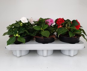 Impatiens walleriana 'Fiesta' T 12 Mix