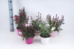 Gaura lindheimeri T 12 MIX