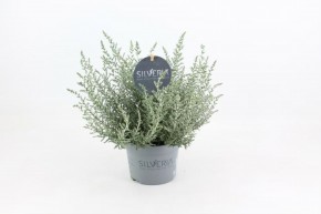 Olearia lepidophylla SILVERIA®   T 13