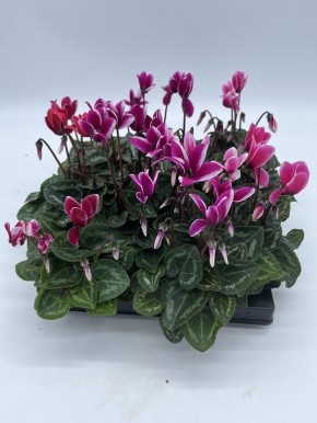 Cyclamen persicum   'Fantasia'  T 6   MINI