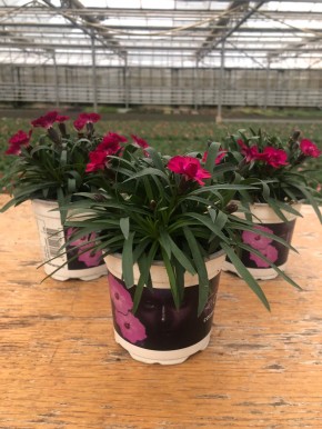 Dianthus caryophyllus 'Scully' T 11