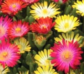 Delospermum cooperi 'Ice Cream'   T 13   MIX