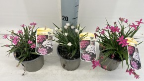 Rhodohypoxis baurii    T 12    MIX