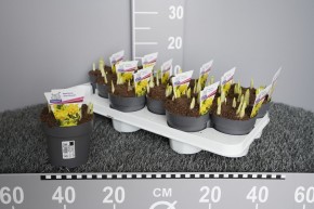 Narcissus cyclamineus 'Tete Bouclé'   T 11