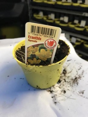 Eranthis hyemalis T 9