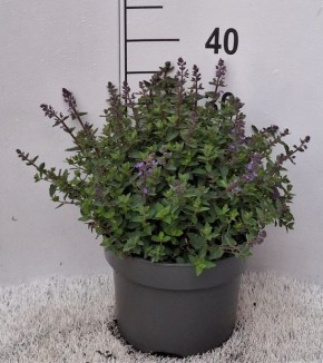 Nepeta x faassenii   T 23