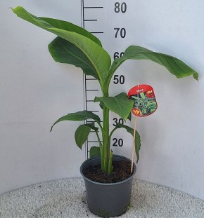 Musa basjoo T 23