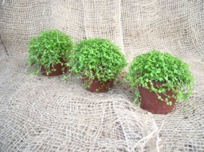 Soleirolia soleirolii (Helexine) T 9