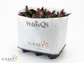 Hibiscus rosa-sinensis T 13  (2 - 3 Triebe)