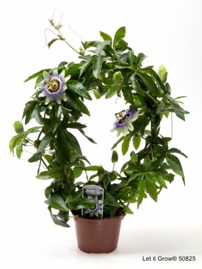 Passiflora caerulea T 12,5 Bogen