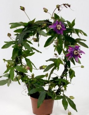Passiflora violacea   T 12,5   Bogen