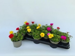 Portulaca grandiflora T 10,5 MIX