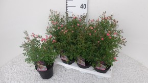 Rosa-Hybriden T 13 LillyRose 'Wonder 5'