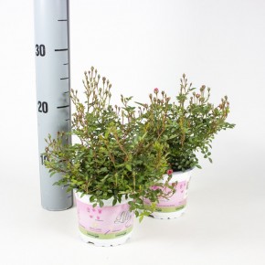 Rosa-Hybriden T 13 LillyRose 'Wonder 5'