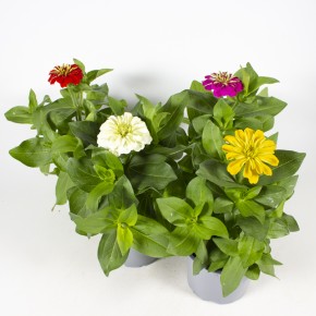 Zinnia elegans T 12 Mix