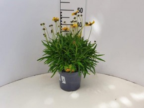 Coreopsis grandiflora 'Sunfire'   T 19