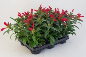 Aeschynanthus radicans 'Carina'   T 11