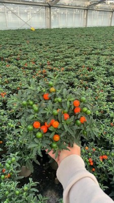 Solanum pseudocapsicum 'Thurino' T 11