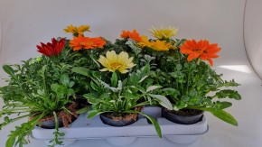 Gazania-Hybriden 'Gazoo®'   T 10,5   MIX