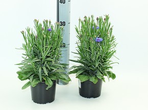 Centaurea cyanus T 13