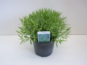Lavandula angustifolia 'Hidecote' T 17