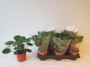 Pilea peperomioides T 11