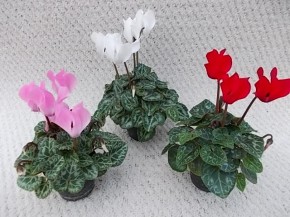 Cyclamen persicum   T 6   Micro   MIX