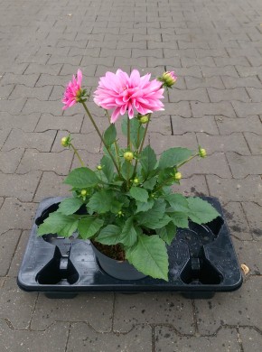 Dahlia-Hybriden T 21 MIX-Lage