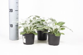 Senecio bicolor T 9