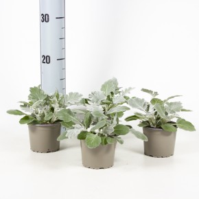 Senecio bicolor T 9
