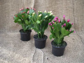 Schlumbergera-Hybriden T 9 MIX