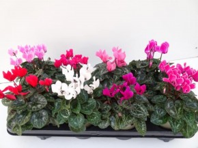 Cyclamen persicum T 12 MIX