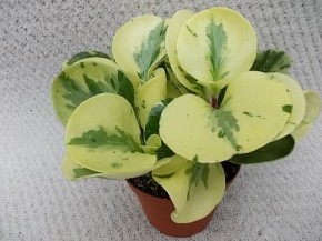 Peperomia obtusifolia 'Green Gold' T 11