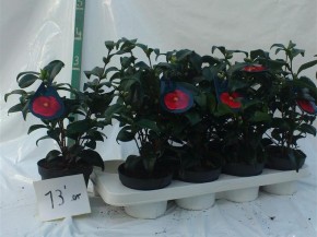 Camellia japonica T 13 MIX