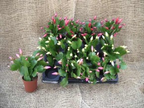 Schlumbergera-Hybriden T 6 Mini MIX