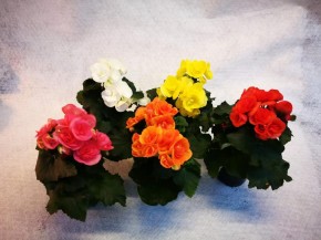 Begonia-Elatior-Hybriden T 10,5 Midi MIX
