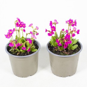 Primula rosea T 13