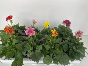 Dahlia-Hybriden 'Dahllietta' T 13 Mix