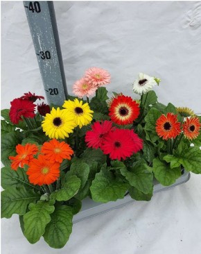 Gerbera jamesonii 'Sundayz'   T 10,5   MIX