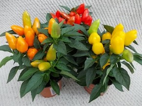 Capsicum anuum 'Carneval' T 10,5 MIX