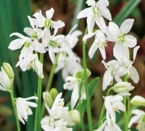 Scilla sibirica T 9 WEISS