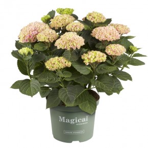 Hydrangea macrophylla 'Magical'   T 23   MIX-Lage
