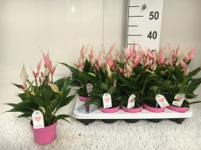 Anthurium-Andreanum Hybrid T 10,5 (rosa) 'Lilli'