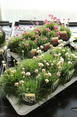 Armeria maritima T 13 WEISS