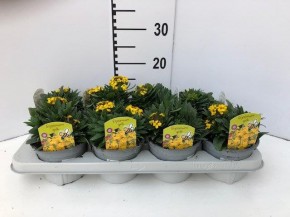 Erysimum Hybriden T 13 GELB