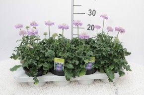 Scabiosa columbaria 'Maripose Blue' T 12