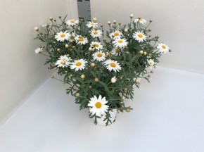 Argyranthemum frutescens 'Molimba' T 13 (gefüllt)