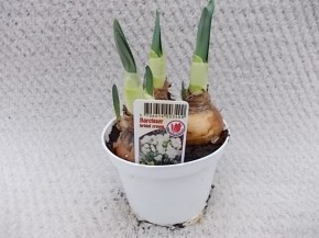 Narcissus medioluteus 'Bridal Crown' T 11